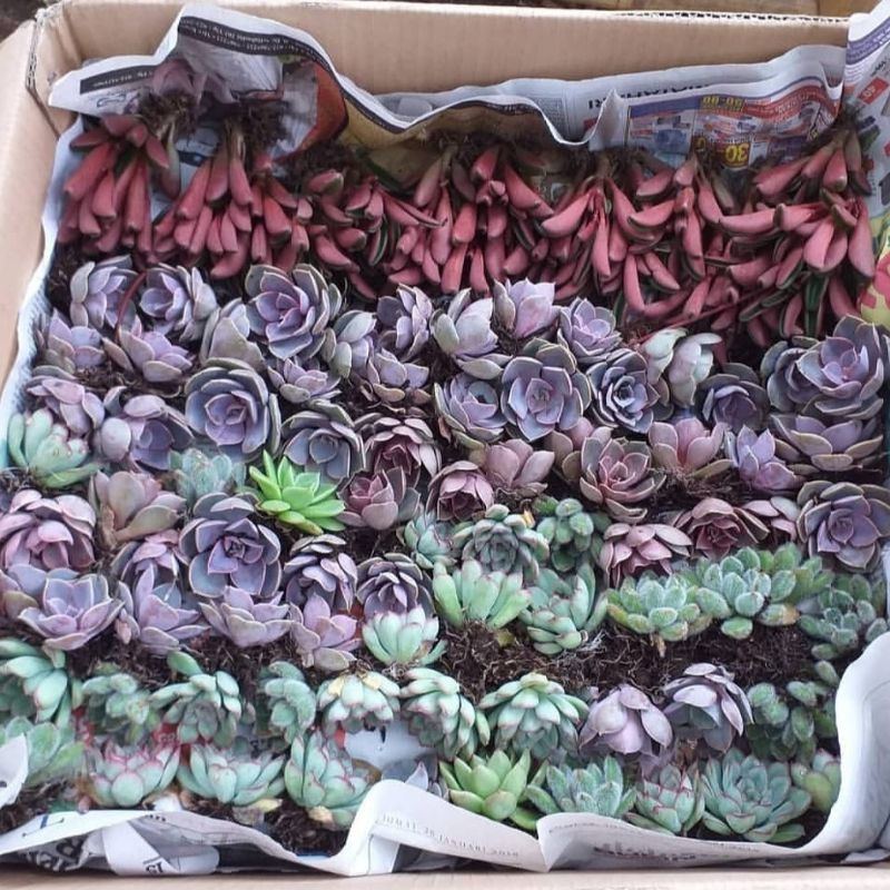 PAKET SUKULEN 10pcs Random | Tanaman Hias | Free Pot & Media Tanam | Cocok Untuk Souvenir, Dekor & Dijual Kembali | Ready Kirim