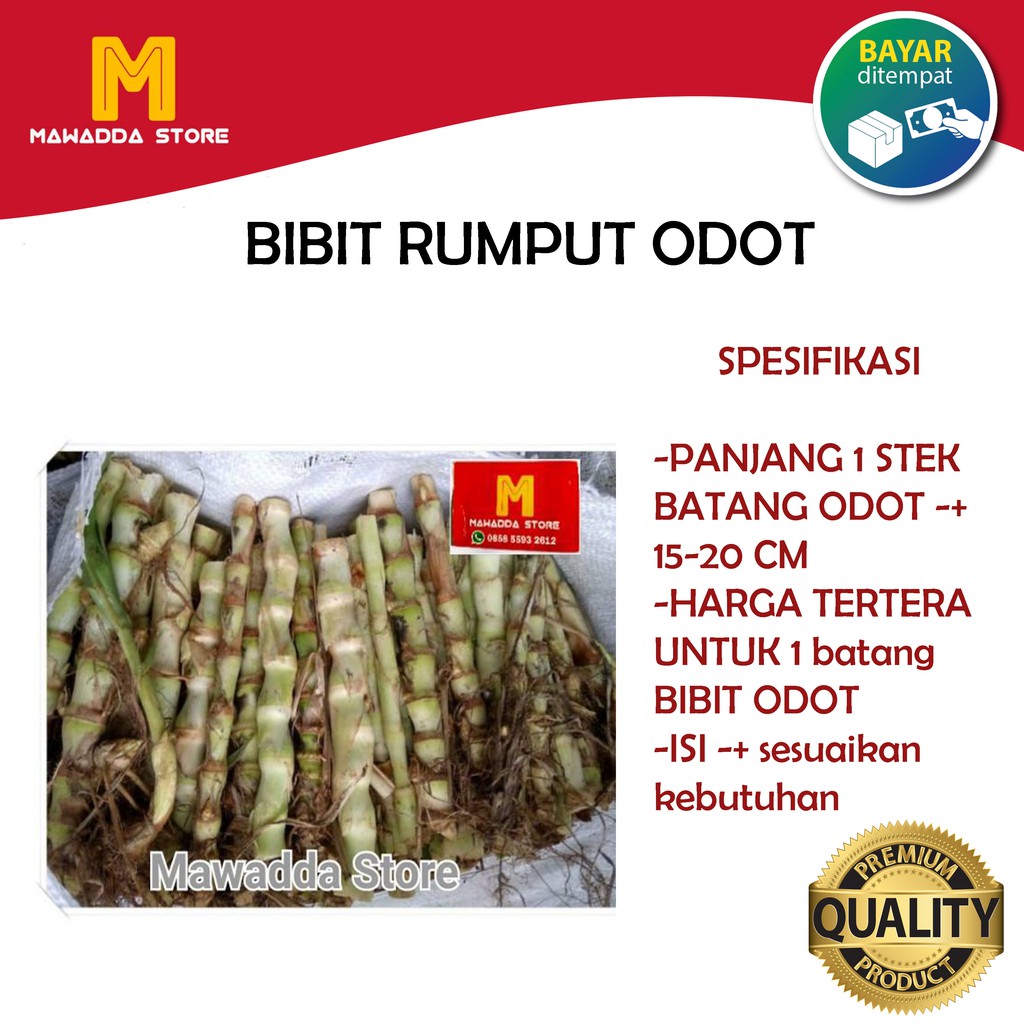 Jual Bibit Rumput Odot Super Jumbo PAKAN TERAK SAPI KAMBING KELINCI ...
