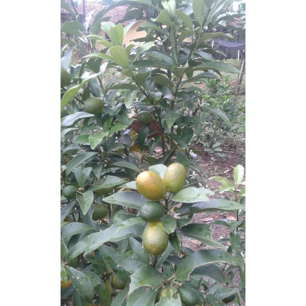Bibit Tanaman Buah Jeruk Nagami 60cm
