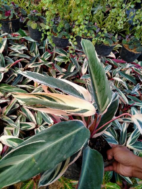 Jual Tanaman Chalatea multi color ( chalatea bali ) | Shopee Indonesia