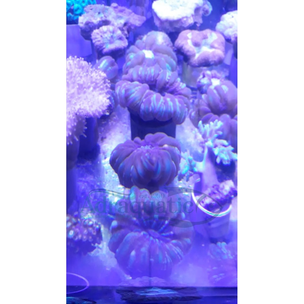 Jual Karang Lobo Hiasan Aquarium Aquascape Air Laut Coral Terumbu