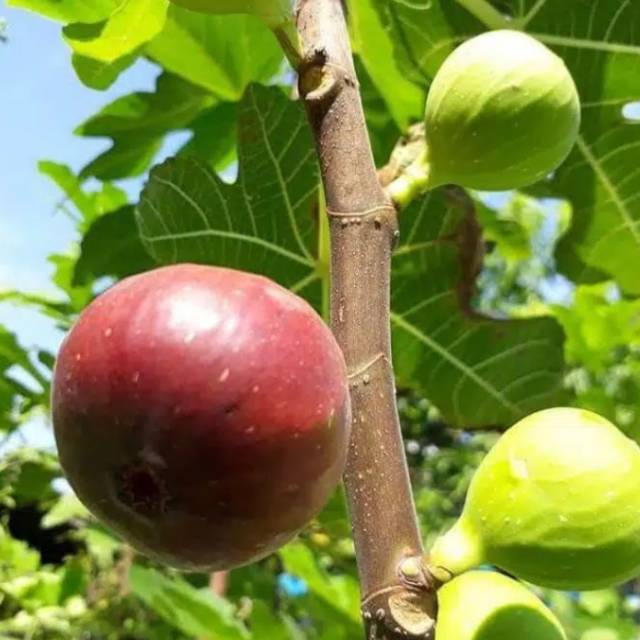 Bibit  tanaman buah tin blue giant