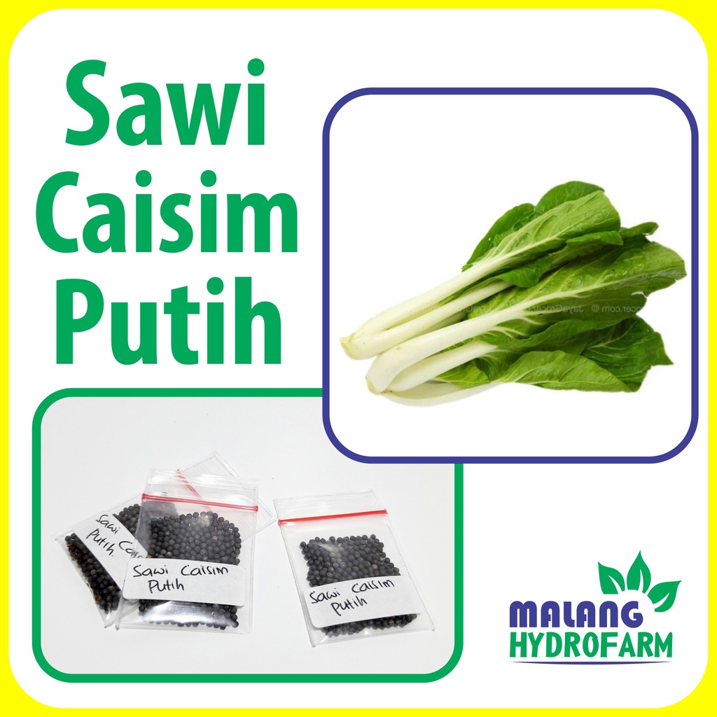 Jual Benih Sawi Caisim Putih Unggulan Berkualitas Biji Bibit Hydroponik