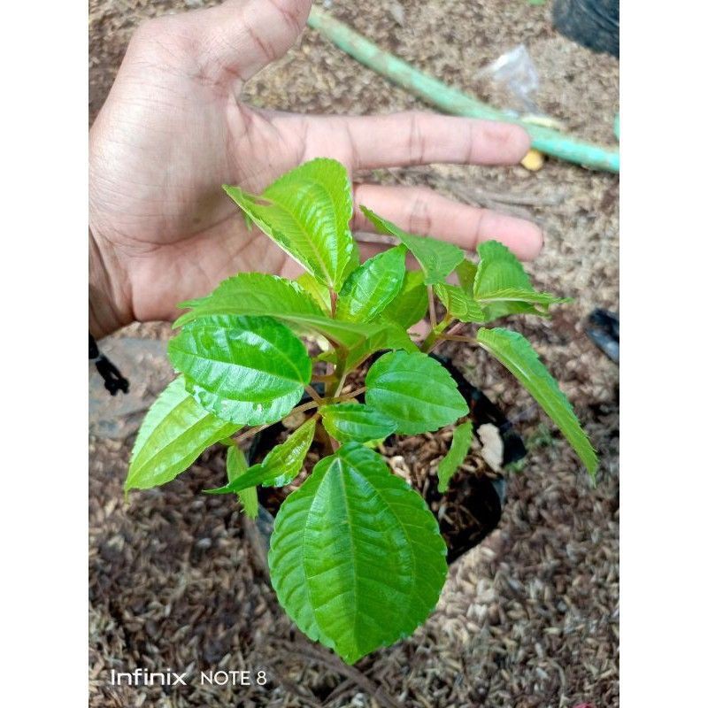 Jual POHON POH POHAN / TANAMAN POH POHAN | Shopee Indonesia