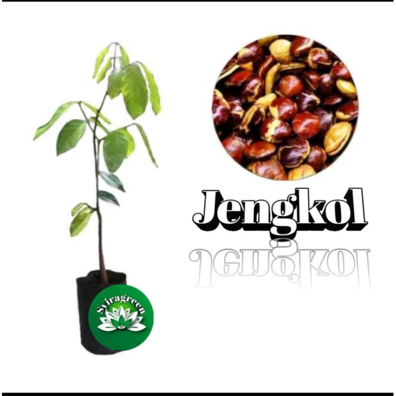 Jual Bibit Pohon Jengkol Super Shopee Indonesia 