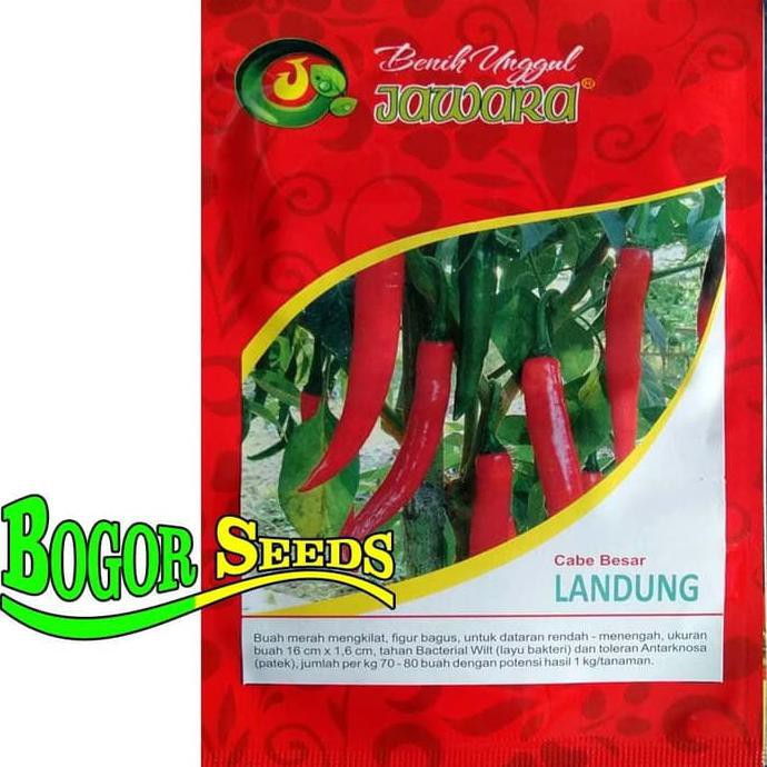 Jual ISI ±1000 BIJI BIBIT BENIH CABE MERAH BESAR LANDUNG 5GRAM | Shopee ...