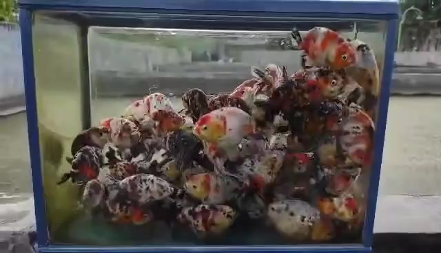 Jual IKAN HIAS RANCU RANCHU CALICO / IKAN MAS KOKI RANCU CALICO IKAN ...