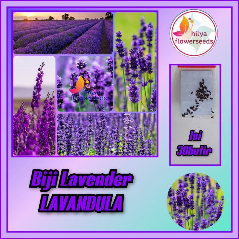 Jual Biji Bunga Lavender Lavandula Shopee Indonesia