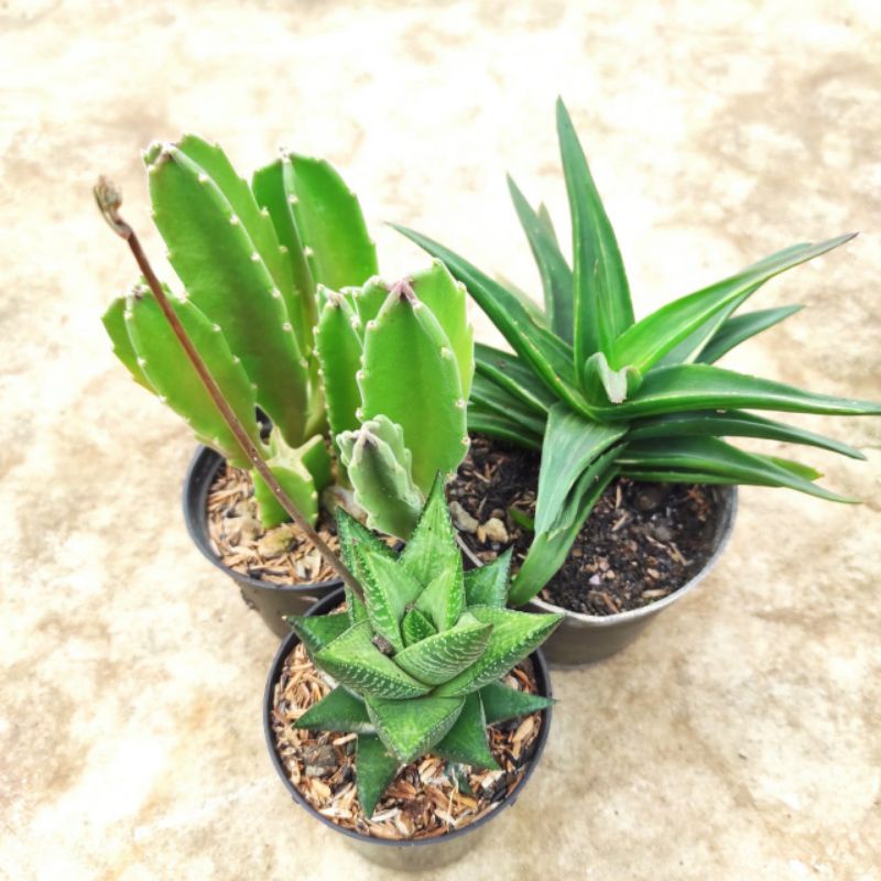 Jual Paket Tanaman Hias Mix Haworthia Aloe Stapelia Shopee Indonesia