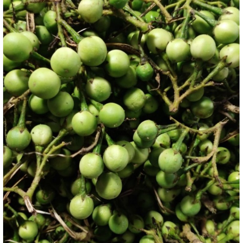 Jual Rimbang/Pokak/Tekokak 150 gram | Shopee Indonesia