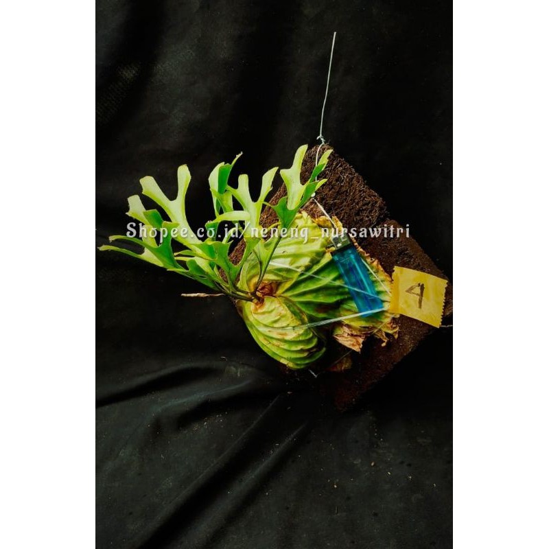 Jual Platycerium Ridleyi / Redleyi / Simbar menjangan Kalimantan ...