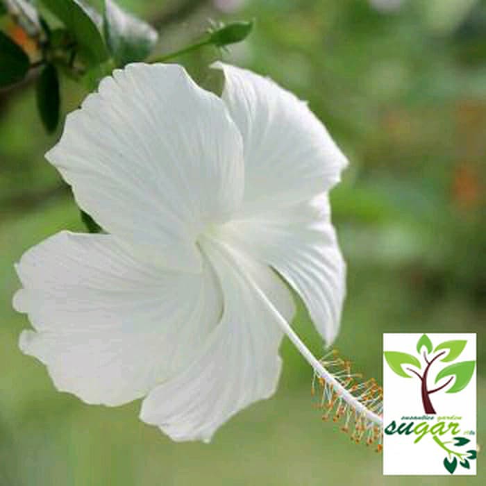 Jual tanaman bunga hibiscus putih / kembang sepatu putih / ribang ...