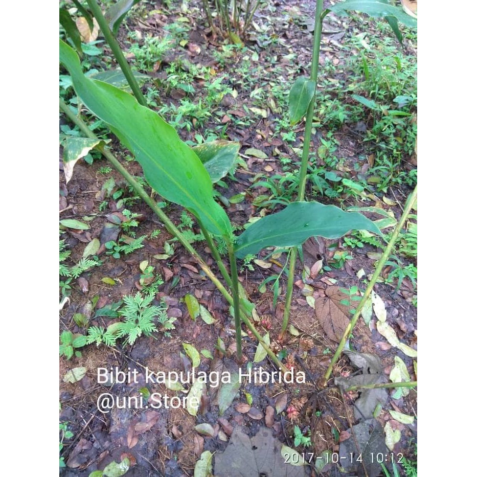 Jual Bibit Kapulaga Hibrida Dan Lokal Shopee Indonesia 8558