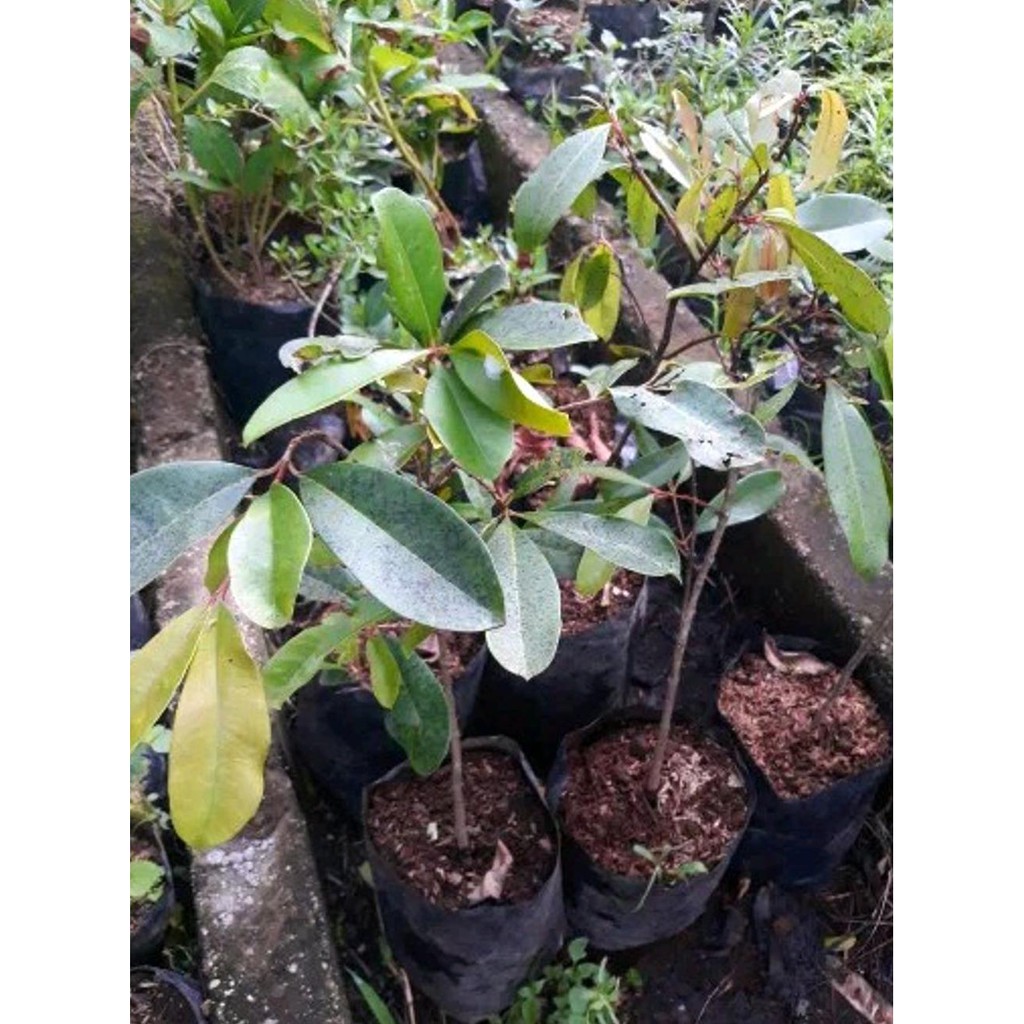 Jual DM19 BIBIT TANAMAN JAMBLANG HITAM-BUAH DUWET JUWET JAVA PLUM ...