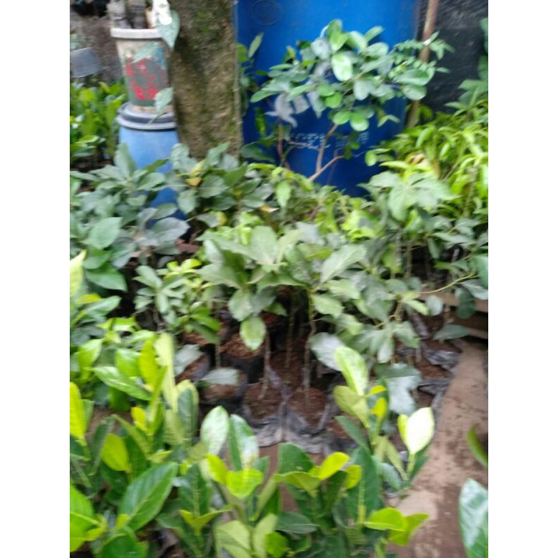 Jual JAMBU AIR DELI HIJAU MADU SUPER (1) + NANGKA MINI (1) | Shopee