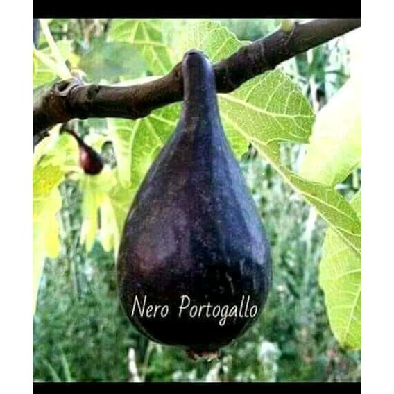 BIBIT BUAH TIN JENIS BUAH HITAM NERO PORTUGALO terlaris