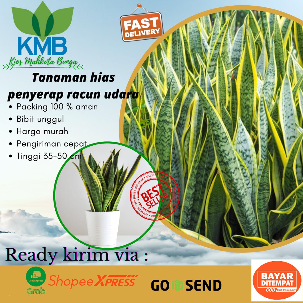 Jual Tanaman Hias Sansevieria -Tanaman Sansivera - Lidah Mertua 35-50 ...