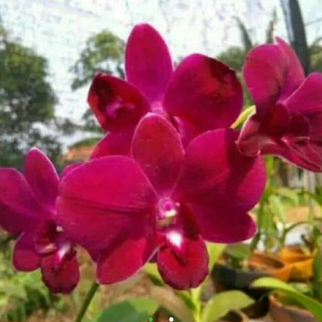 Jual dendrobium red | Shopee Indonesia