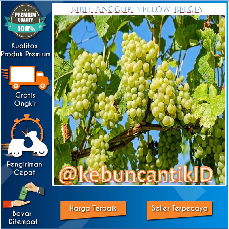 Jual Bibit Tanaman Anggur Yellow Belgia/Anggur Hijau/Anggur Rambat ...