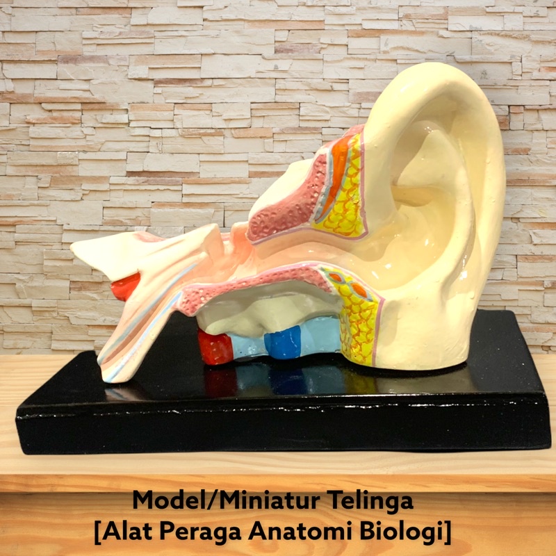 Jual [PROMO] Model Torso Miniatur Anatomi Telinga Manusia - Alat Peraga ...