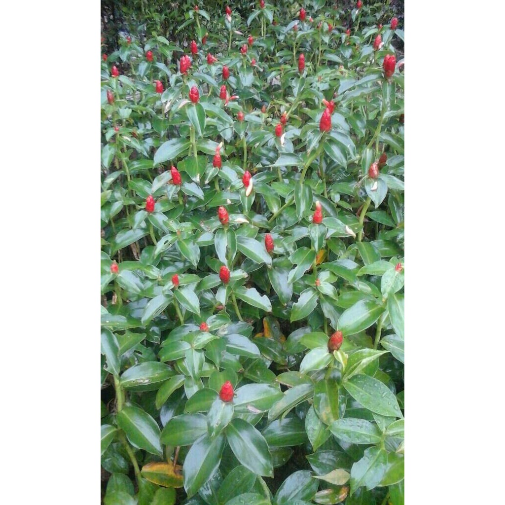 Jual tanaman pacing pentul | Shopee Indonesia