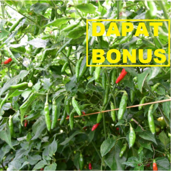 Jual 100 Benih Tanaman Cabai Rajo - Lombok Cap Panah Merah | Shopee ...