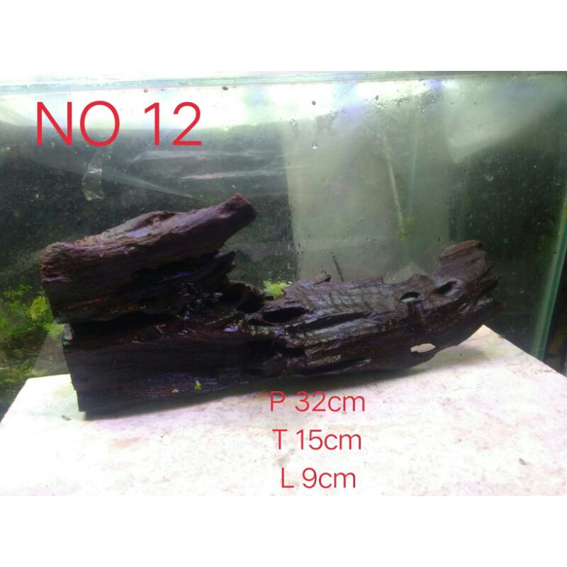 Jual akar rentek size L ( full tenggelam) | Shopee Indonesia