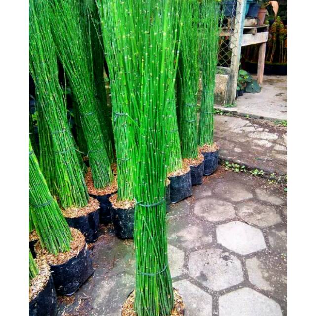 Jual Tanaman Hias Bambu Air Equisetum Hyemale Murah Harga Per 1