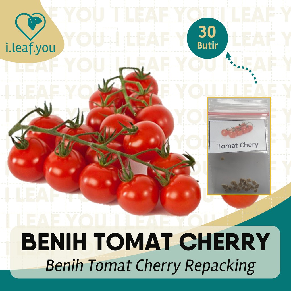 Jual Benih Tonat Cherry 20 Butir Benih Tomat Cheri Serba Seribu ...