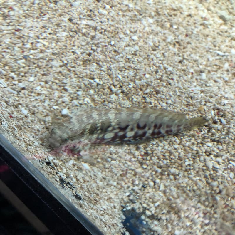 Jual ikan hias laut jabing glodok | Shopee Indonesia