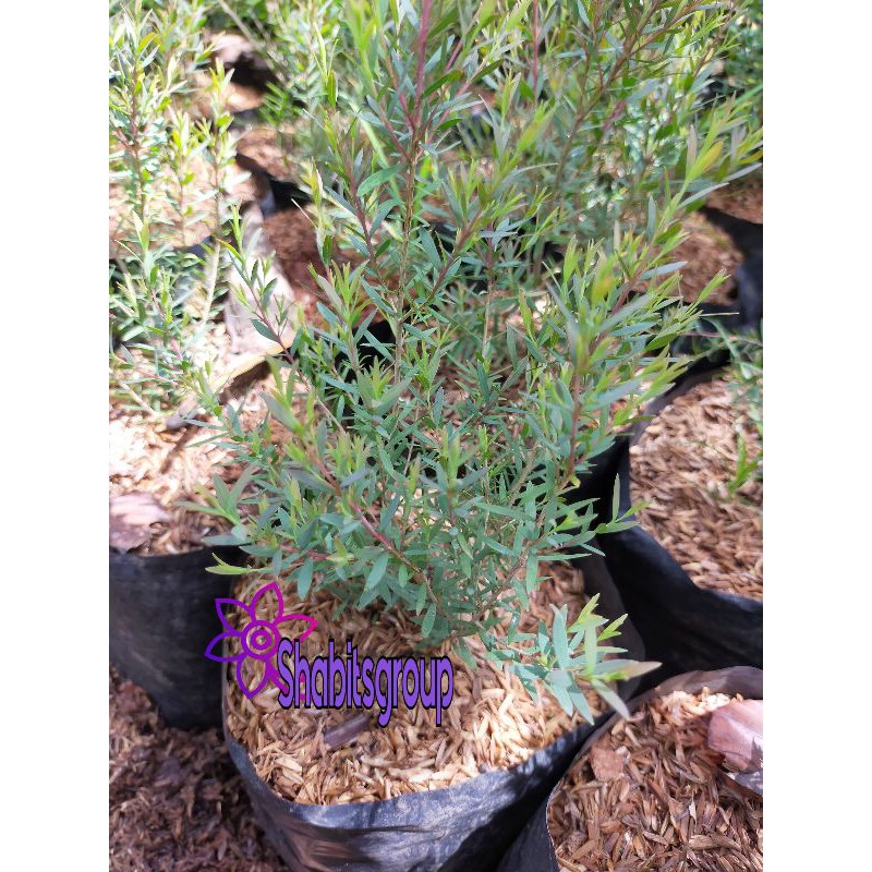 Jual Tanaman kayu putih - tanaman herbal kayu putih - tanaman minyak