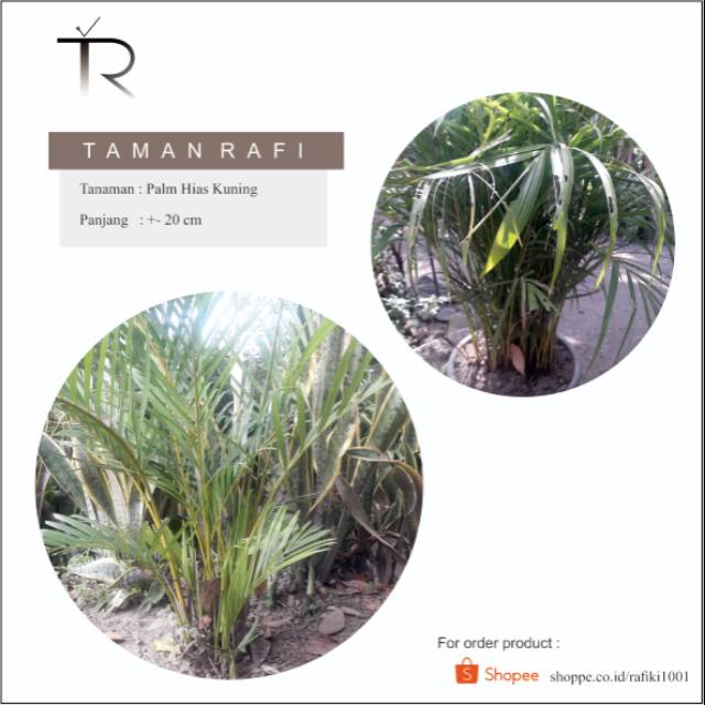 Jual Tanaman Hias Palm Kuning | Shopee Indonesia