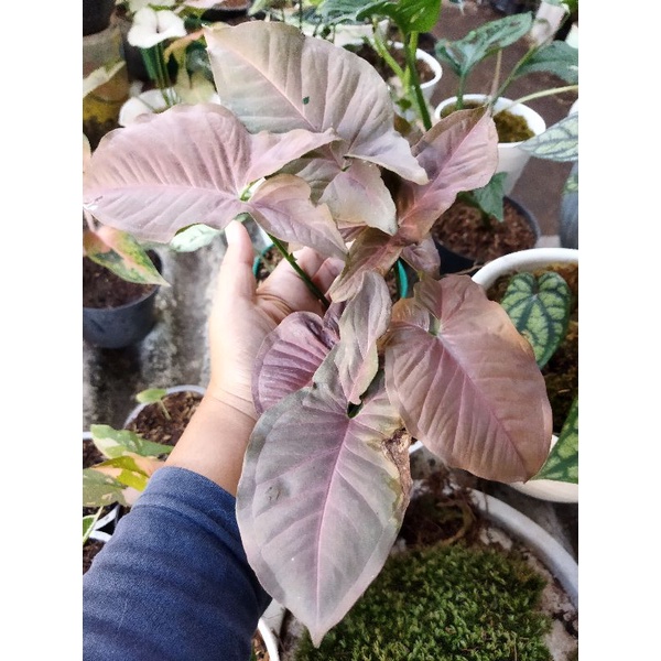 Jual syngonium pink robusta murah | Shopee Indonesia