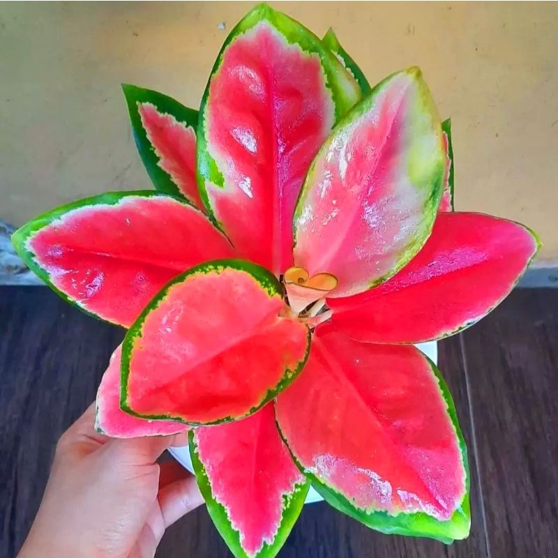 Jual Aglonema Angel Wings/ Tanaman Hias Bunga Aglaonema Murah Merah BUKAN  bonggol bibit - tanaman hias hidup - bunga hidup - bunga aglonema -  aglaonema merah - aglonema merah - aglonema murah - aglaonema murah |  Shopee Indonesia