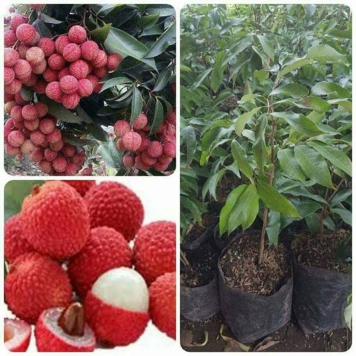Bibit Tanaman buah leci merah bisa dataran rendah