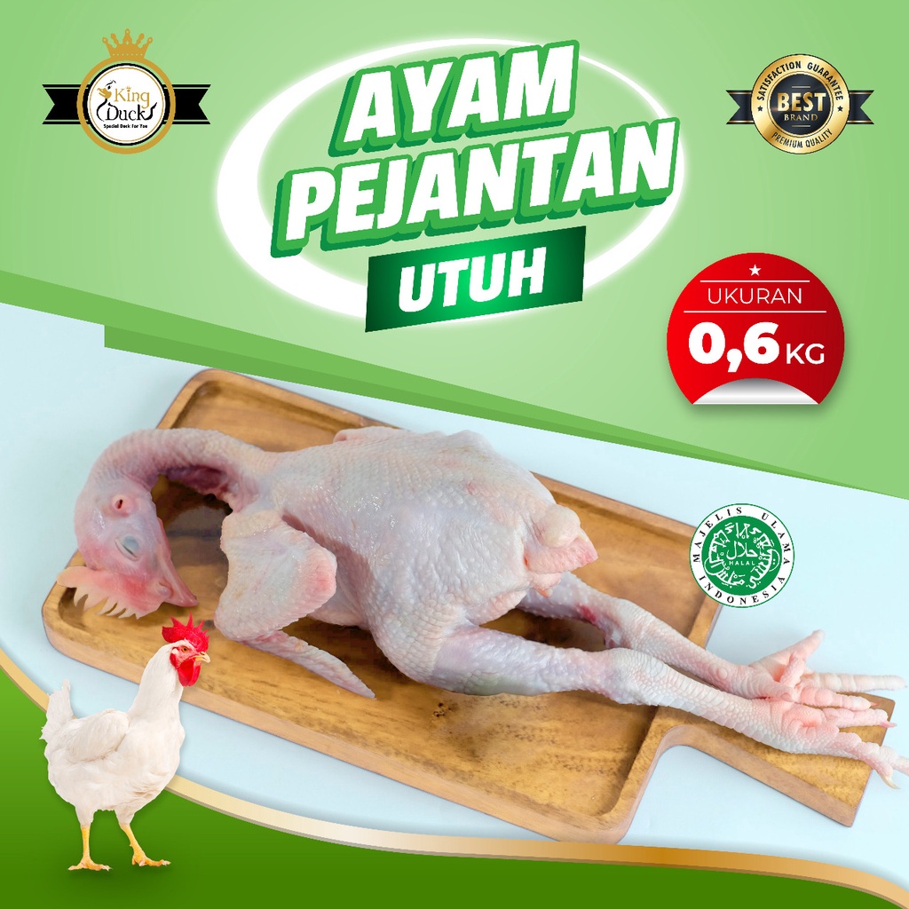 Jual AYAM PEJANTAN | Shopee Indonesia