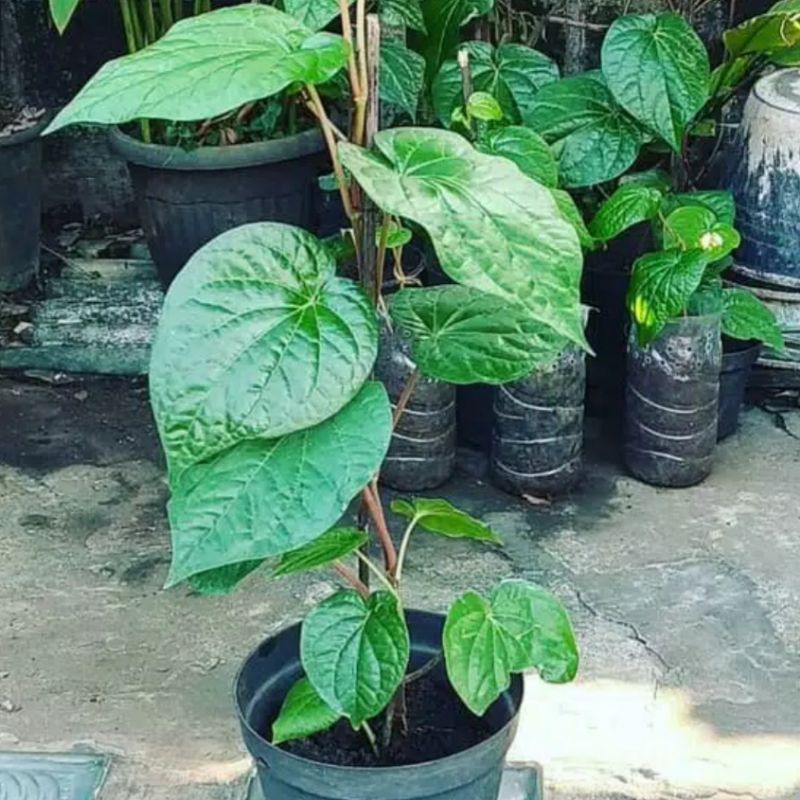 Jual bibit tanaman rambat herbal sirih hijau | Shopee Indonesia