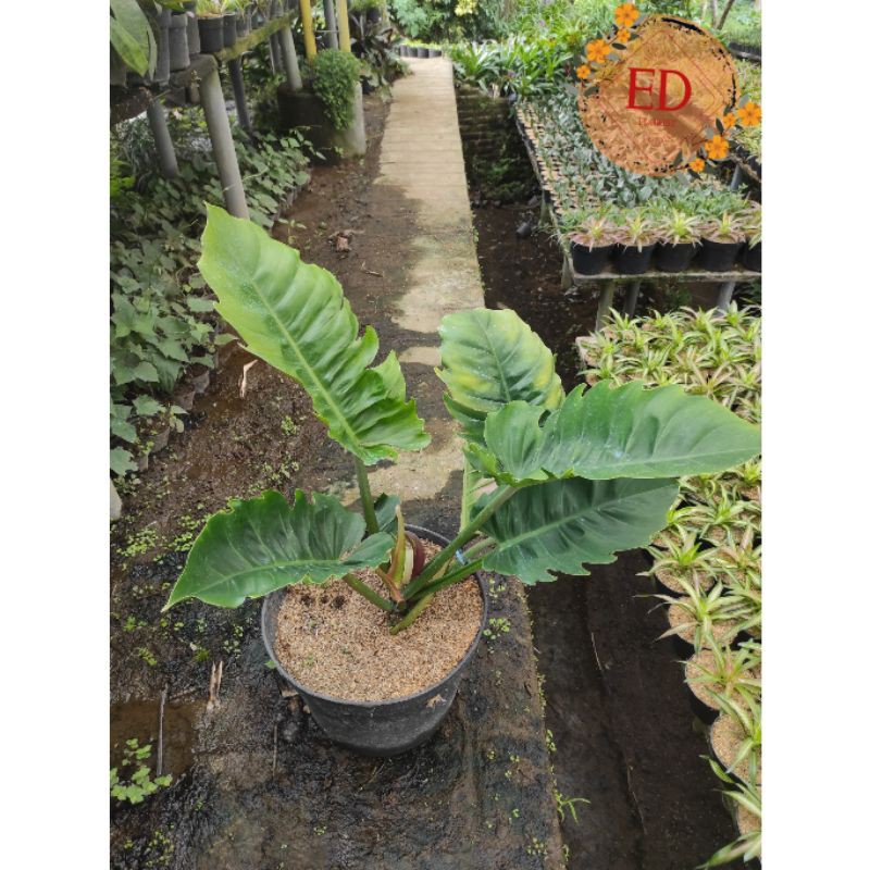 Jual Bibit philo gergaji / philo crocodile / philo green saw | Shopee ...