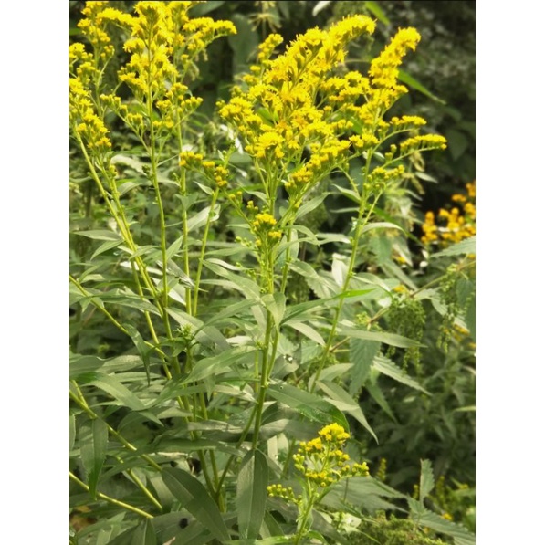 Tanaman Goldenrod, Bunga Goldenrod, Bibit Goldenrod, Solidago Canadensis