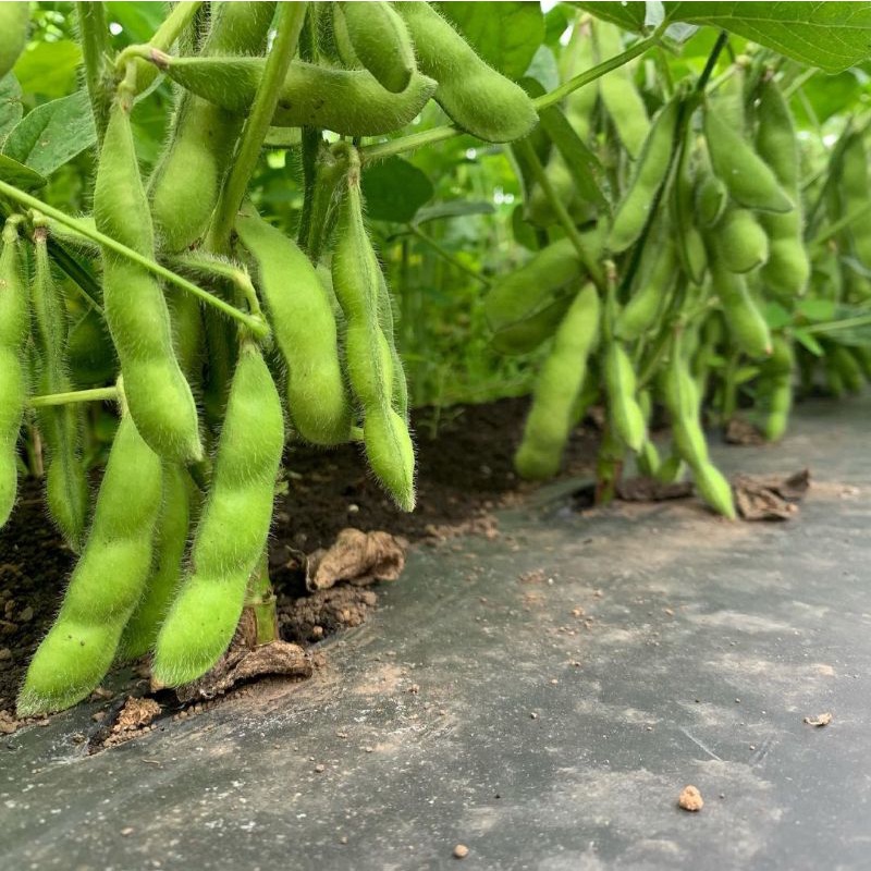 Jual 20 Biji - Benih Kedelai EDAMAME Jepang, kedelai hijau bergizi ...