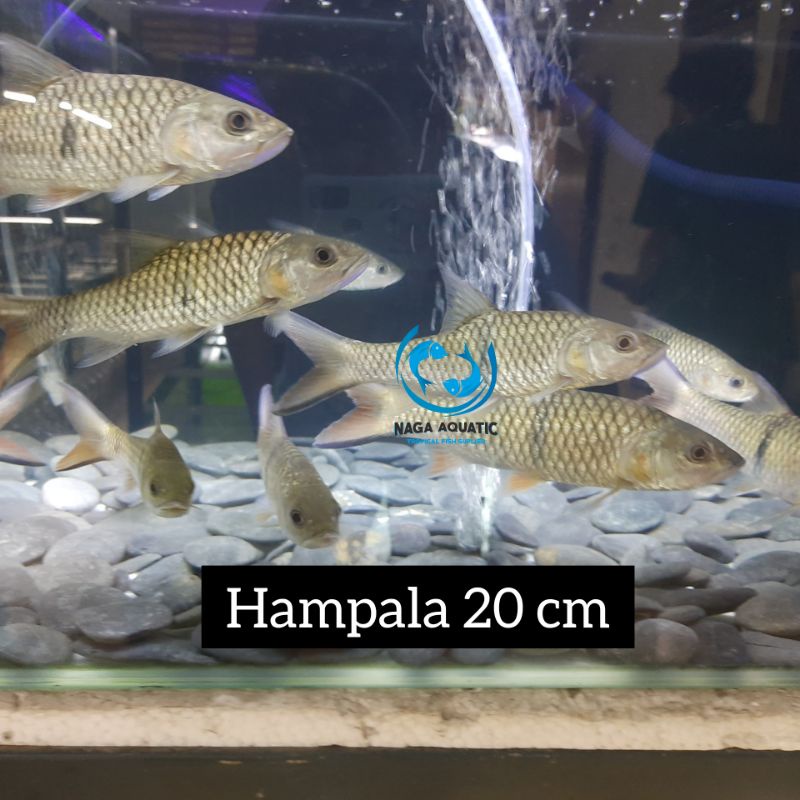 Jual Ikan Hampala Sibarau 15 cm | Shopee Indonesia