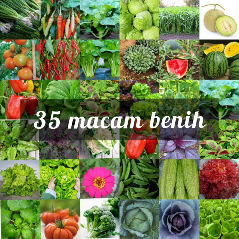 Jual Paket 35 Jenis Benih Sayuran Eceran Seribuan Murah Termurah Dapat ...