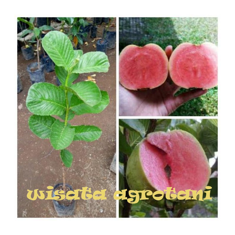 Jual Bibit Jambu Sukun Merah Super Non Biji Wisata Agrotani Shopee Indonesia