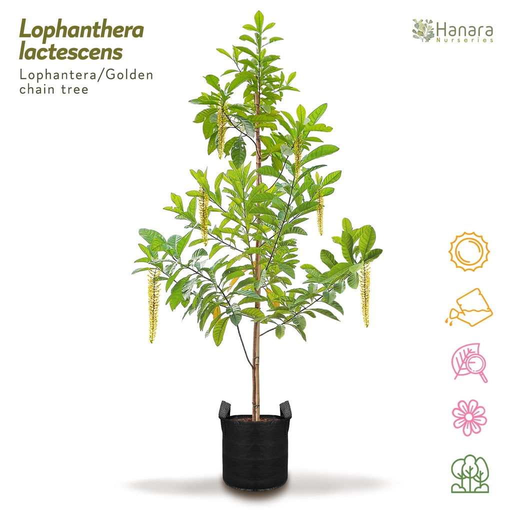 Jual Lophanthera lactescens - Lophantera - pohon instan/instant tree ...