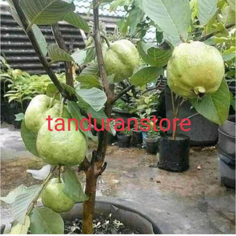 bibit tanaman buah jambu kristal non biji