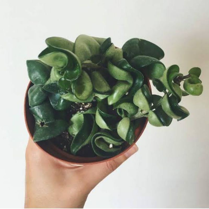 Jual Tanaman hias Hoya compacta - tanaman gantung Hoya compacta