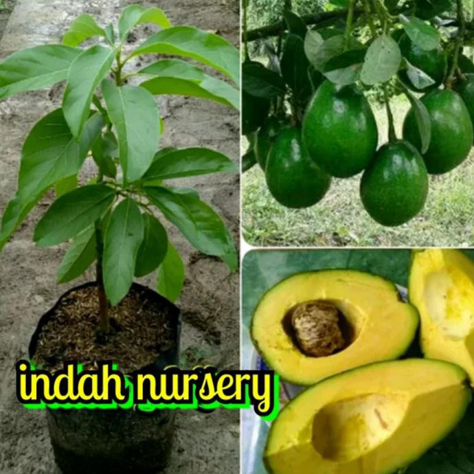 Jual Bibit Buah Alpukat Mentega Miki 1tahun Berbuah Shopee Indonesia