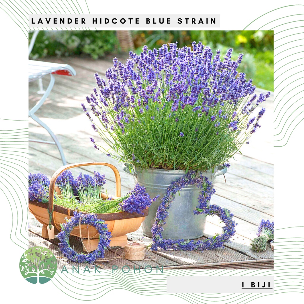 Jual Benih Bibit Biji - Bunga Lavender Hidcote Blue Strain Herb Flower ...