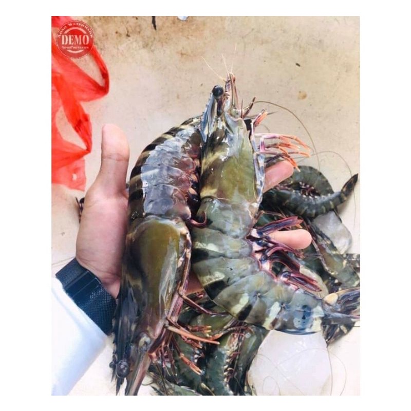 Jual Udang Windu Udang Tiger Segar Fresh 1kg Bergaransi Shopee Indonesia 