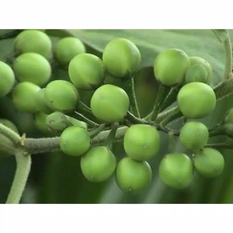 Jual 25 Benih/ Bibit/ Biji Rimbang/ Cempoka | Shopee Indonesia